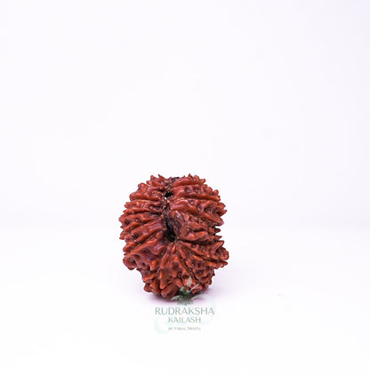 19 Mukhi Nepali Rudraksha - 1903