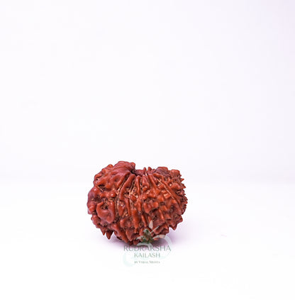 19 Mukhi Nepali Rudraksha - 1903