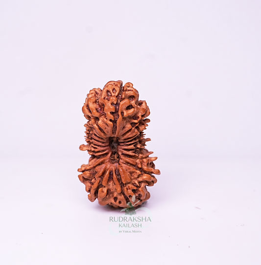 19 Mukhi Nepali Rudraksha - 1904
