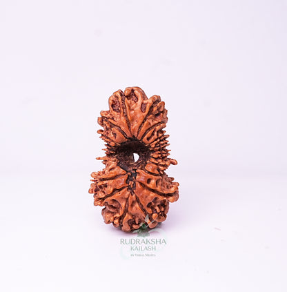 19 Mukhi Nepali Rudraksha - 1904