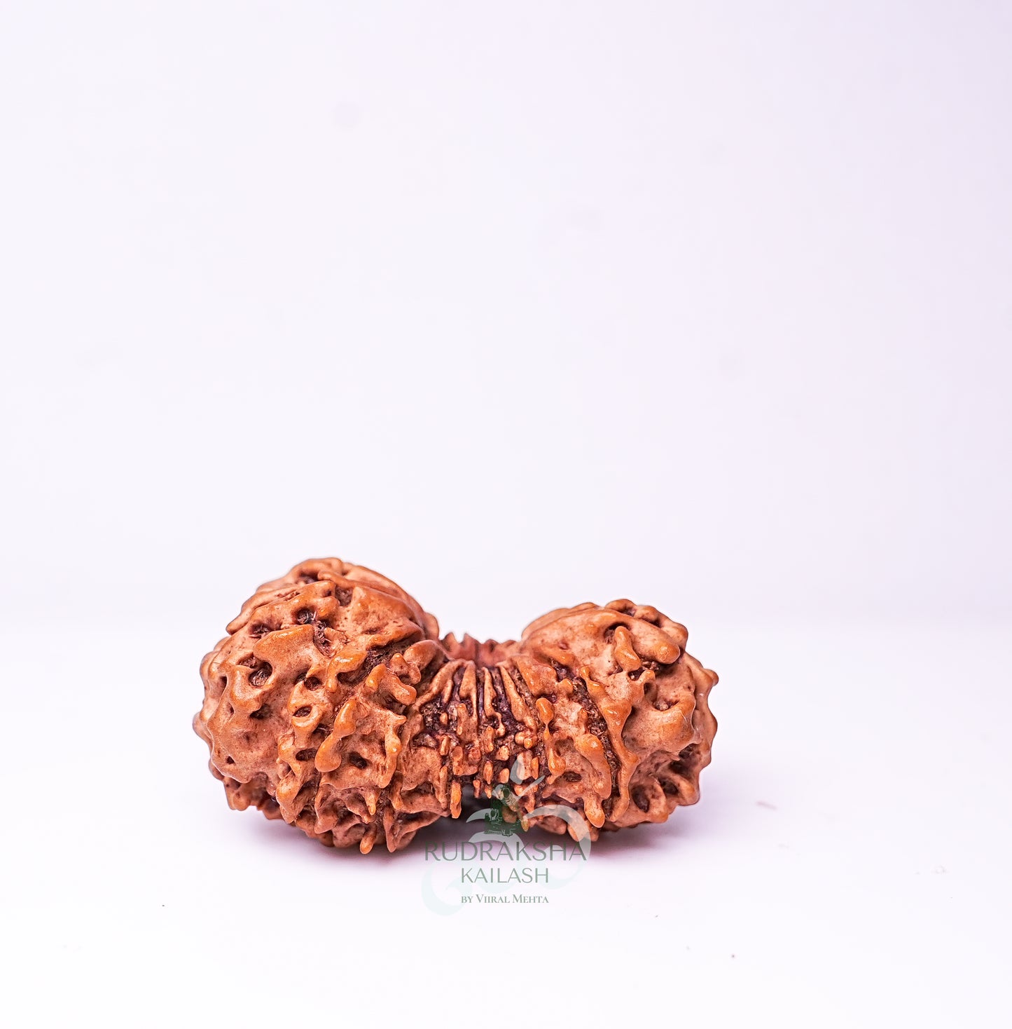 19 Mukhi Nepali Rudraksha - 1904
