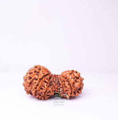 19 Mukhi Nepali Rudraksha - 1904