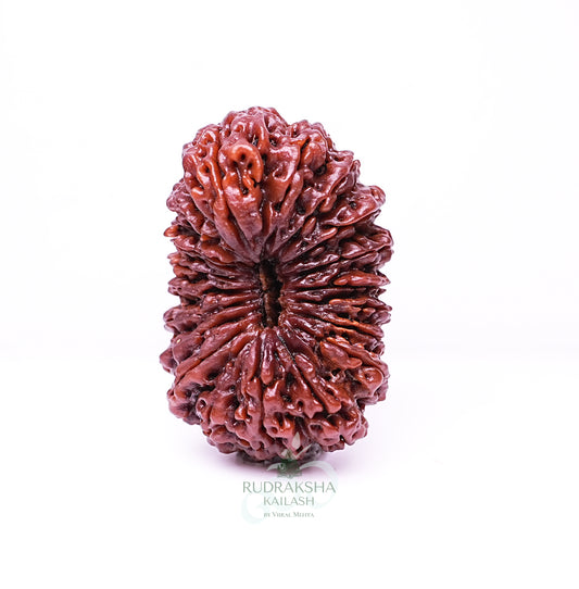 19 Mukhi Nepali Rudraksha - 1905