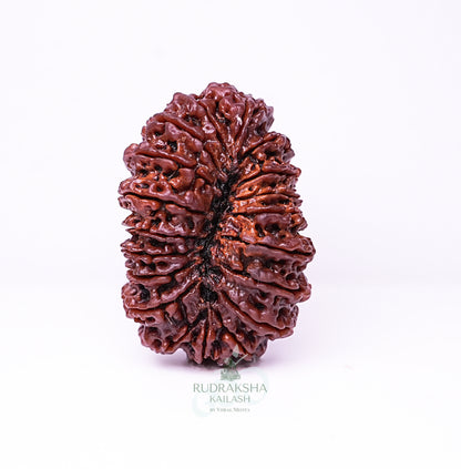19 Mukhi Nepali Rudraksha - 1905
