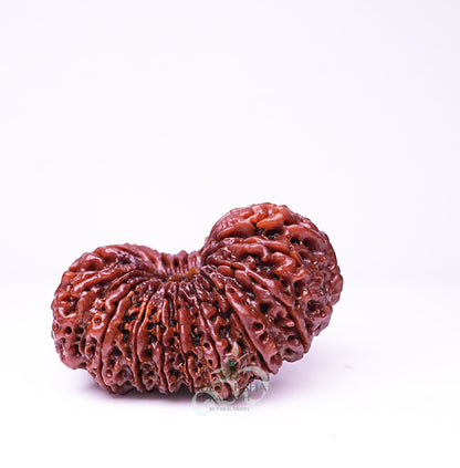19 Mukhi Nepali Rudraksha - 1905