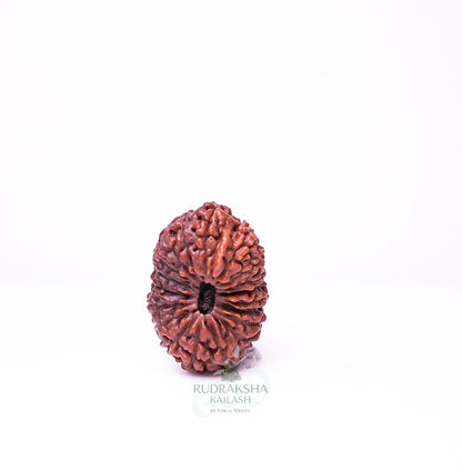 19 Mukhi Nepali Rudraksha - 1906