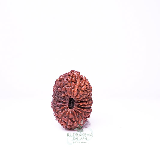 19 Mukhi Nepali Rudraksha - 1906