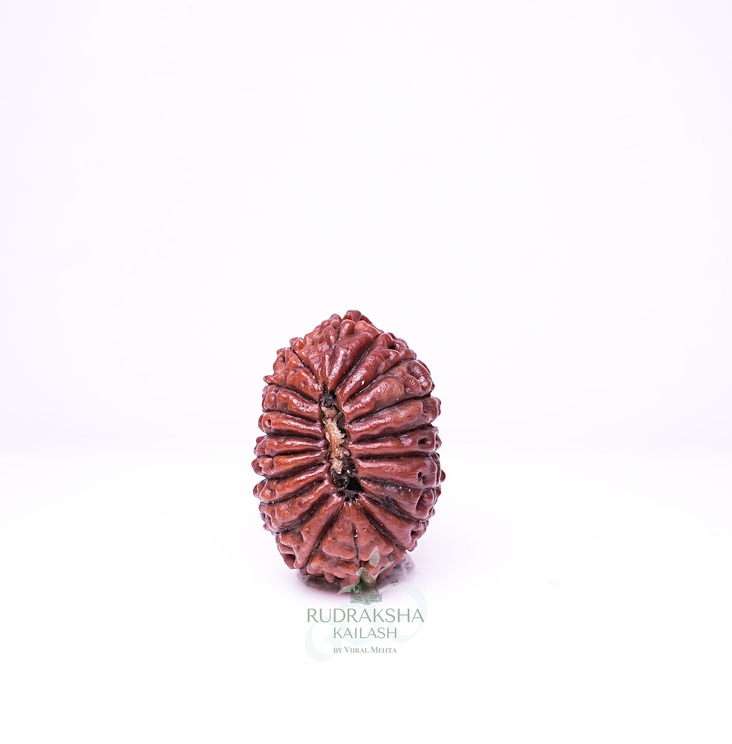 19 Mukhi Nepali Rudraksha - 1906