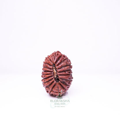 19 Mukhi Nepali Rudraksha - 1906