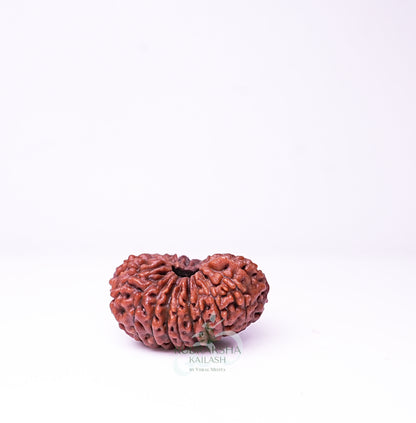 19 Mukhi Nepali Rudraksha - 1906