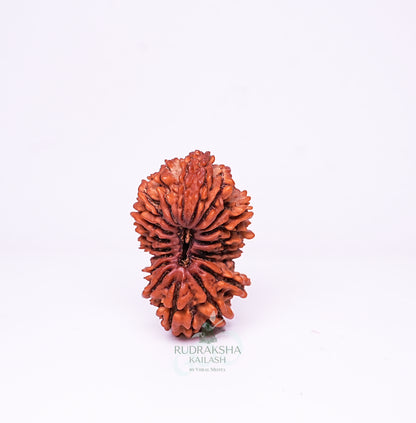19 Mukhi Nepali Rudraksha - 1907
