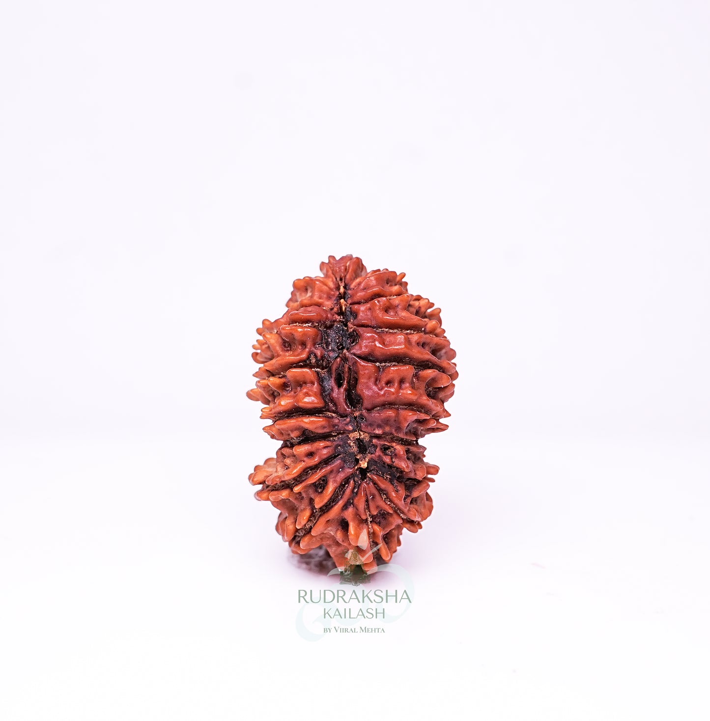 19 Mukhi Nepali Rudraksha - 1907