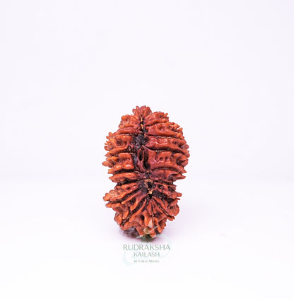 19 Mukhi Nepali Rudraksha - 1907