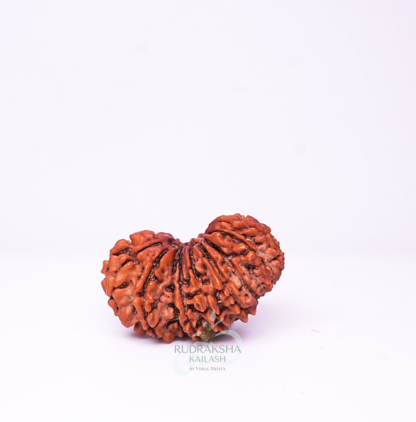 19 Mukhi Nepali Rudraksha - 1907