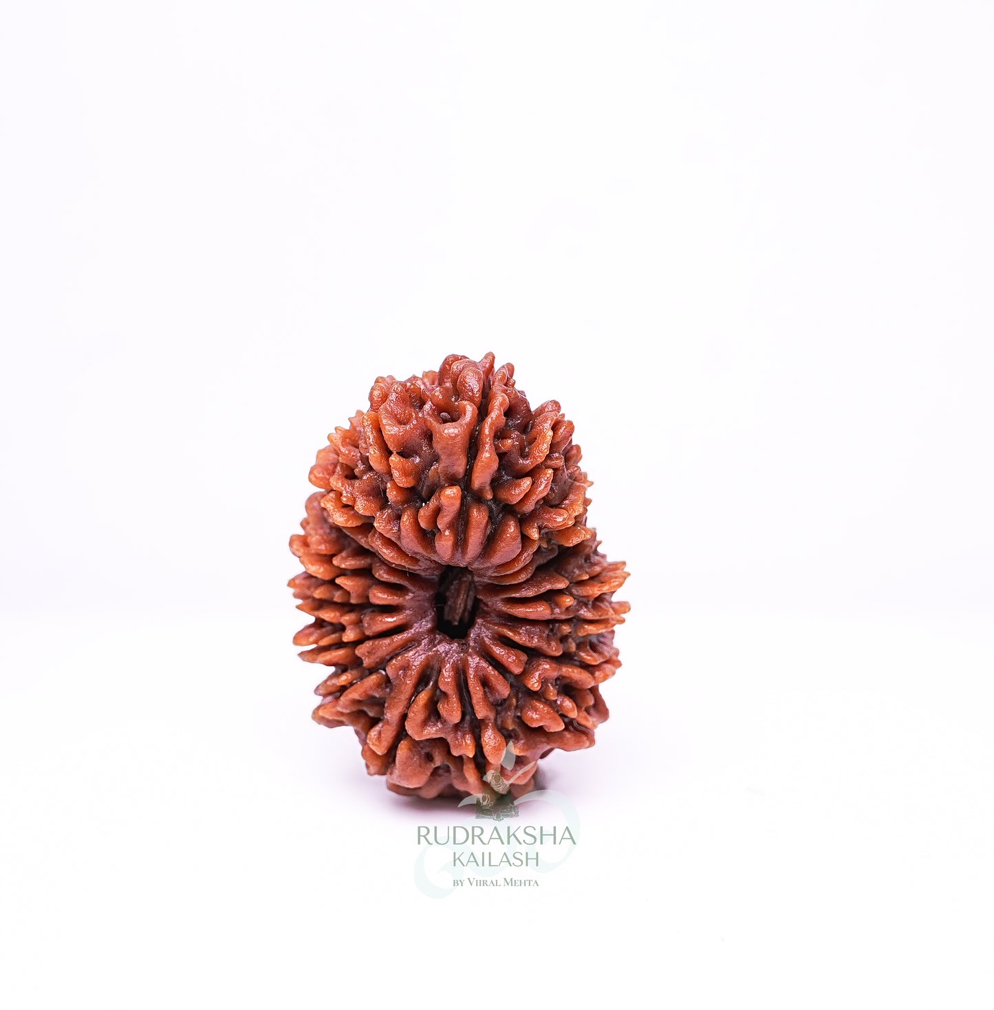 19 Mukhi Nepali Rudraksha - 1908
