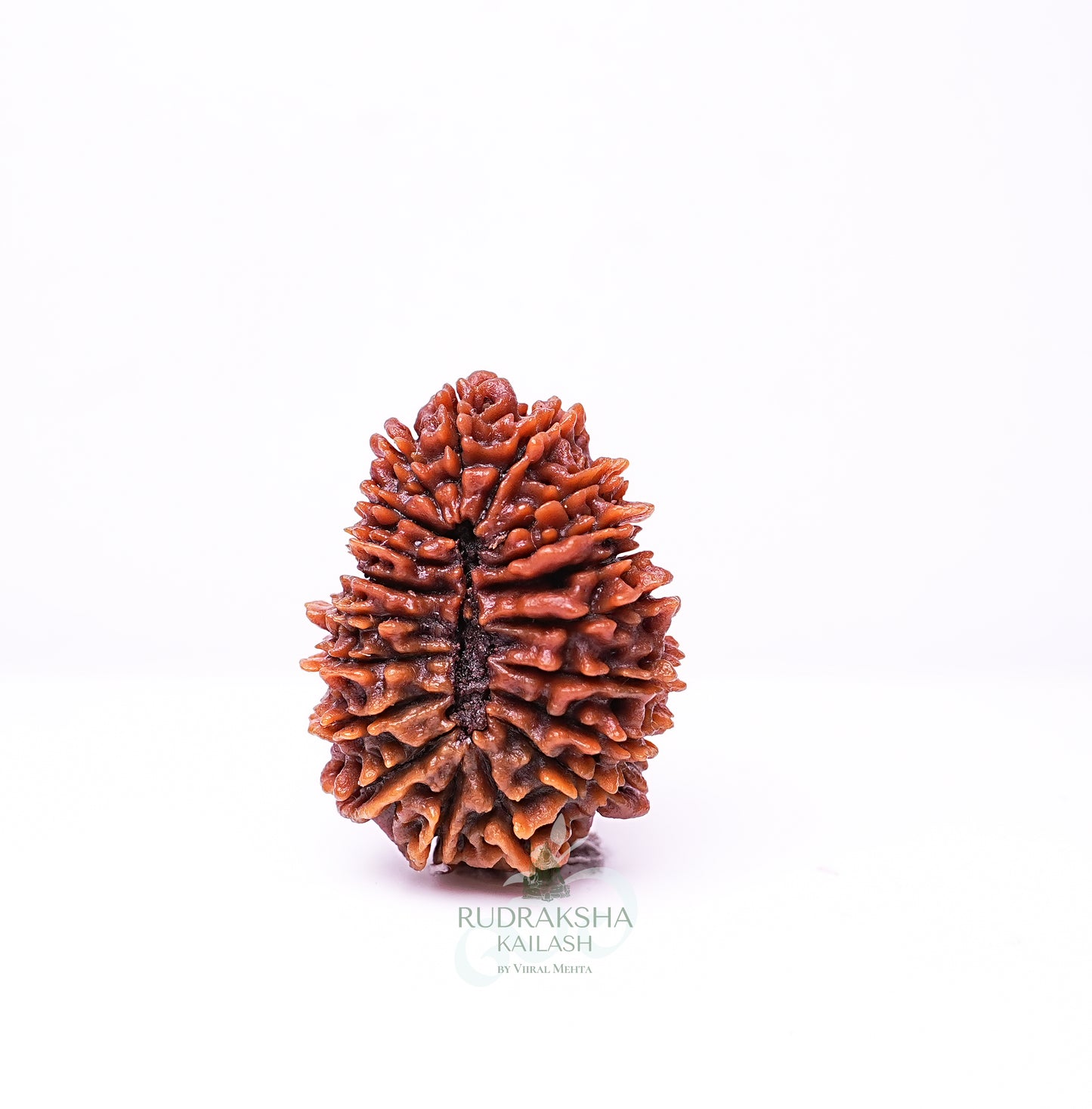 19 Mukhi Nepali Rudraksha - 1908