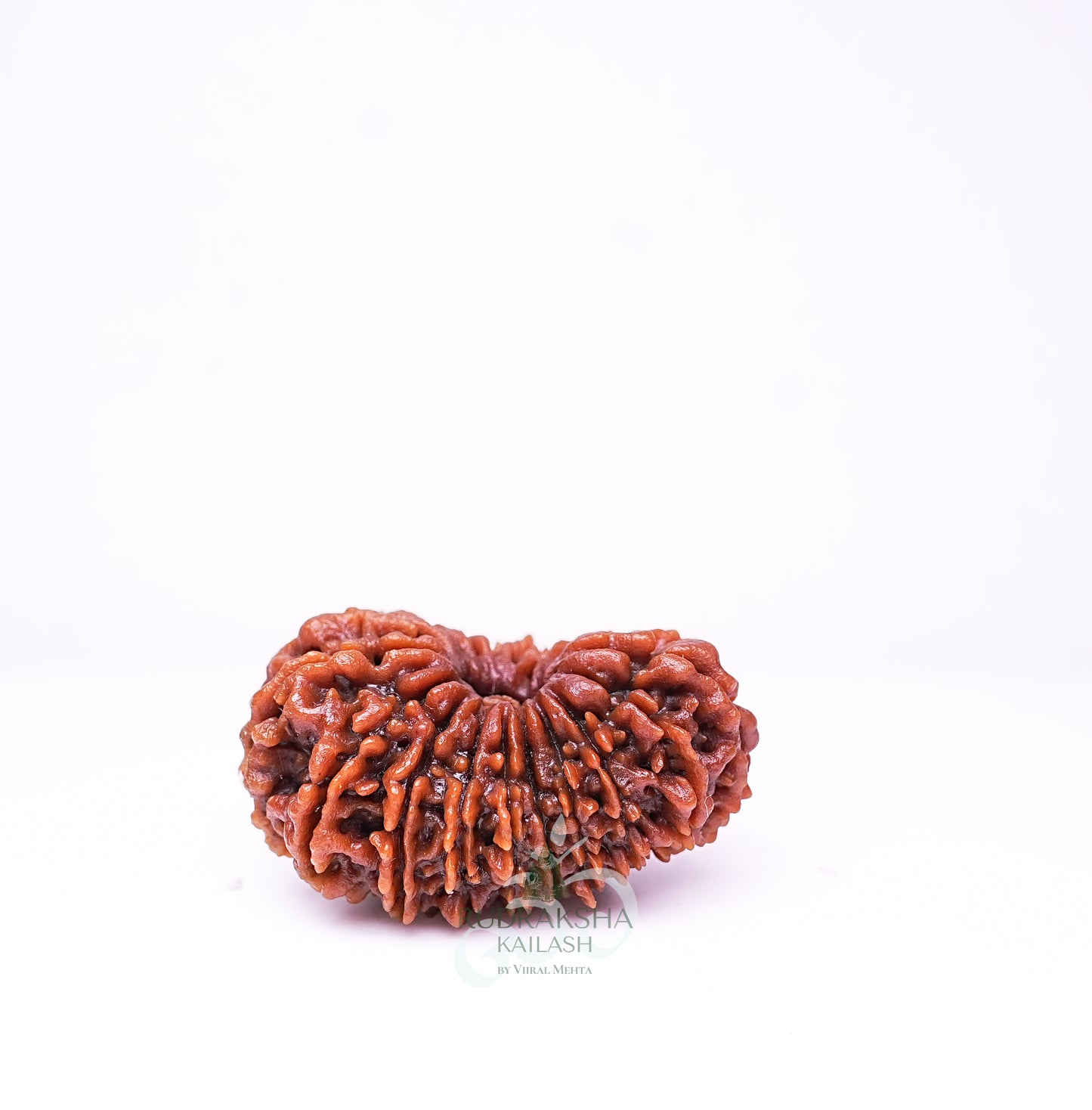 19 Mukhi Nepali Rudraksha - 1908