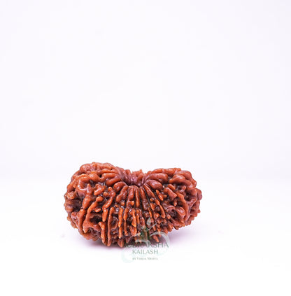19 Mukhi Nepali Rudraksha - 1908