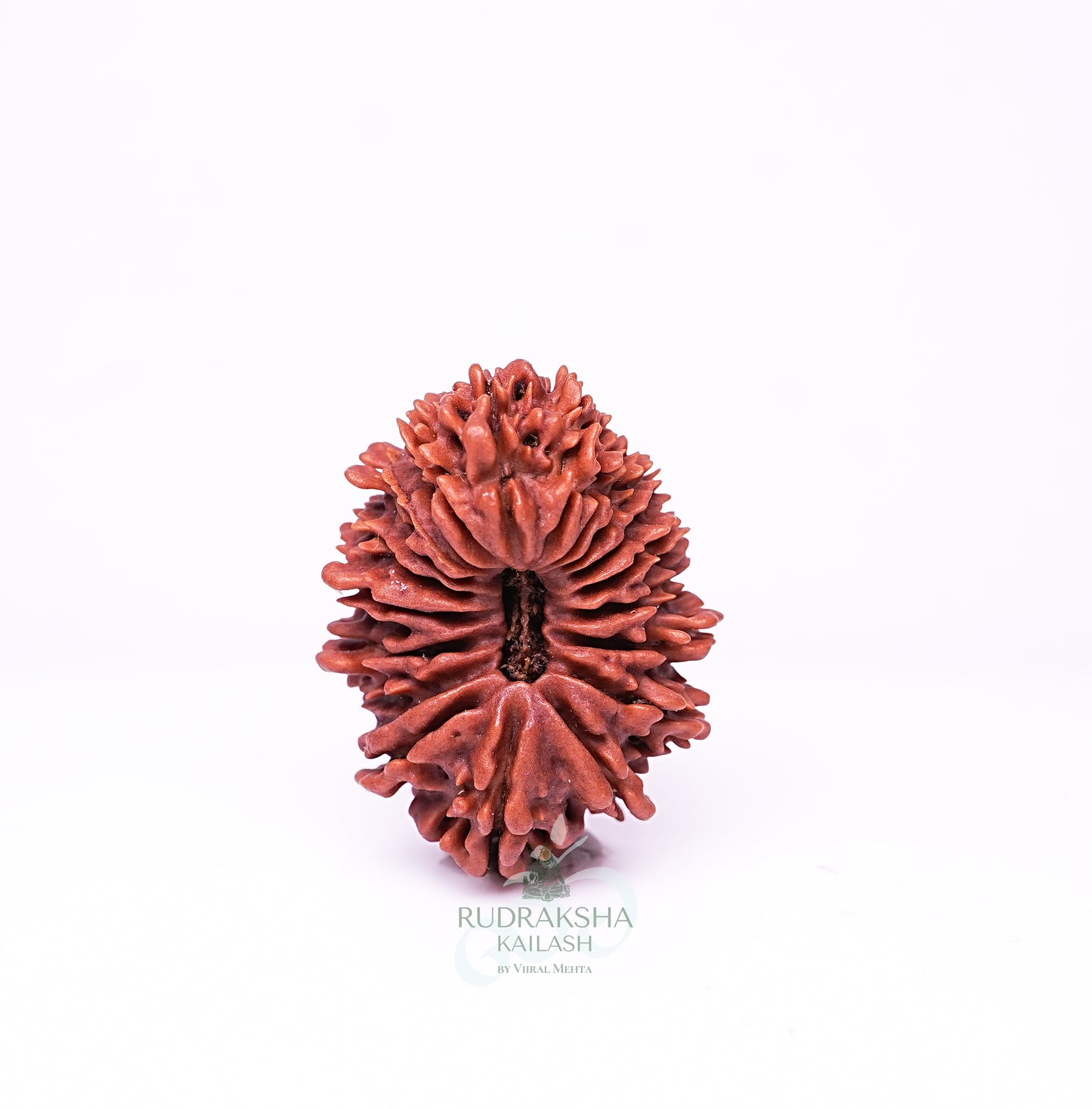 19 Mukhi Nepali Rudraksha - 1909