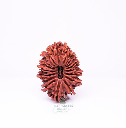 19 Mukhi Nepali Rudraksha - 1909