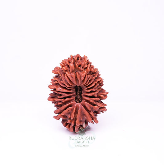 19 Mukhi Nepali Rudraksha - 1909
