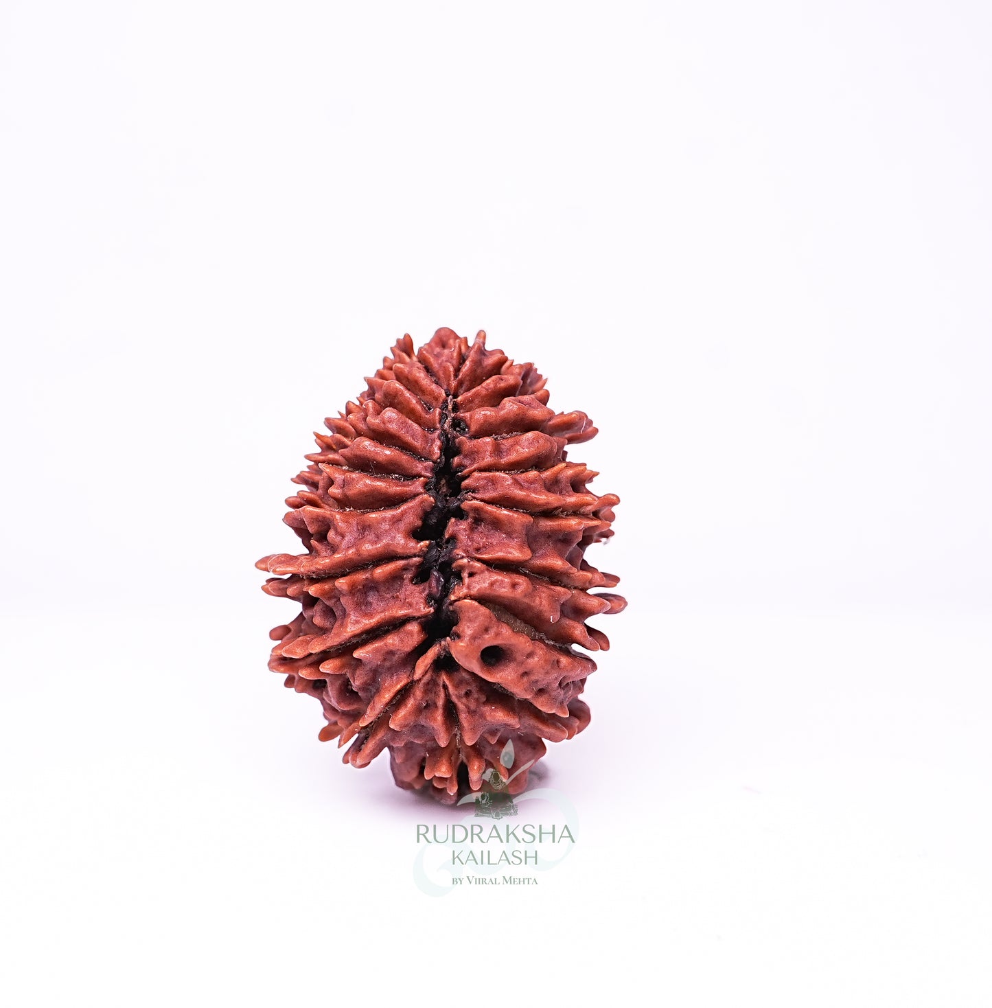 19 Mukhi Nepali Rudraksha - 1909