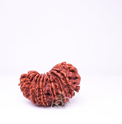 19 Mukhi Nepali Rudraksha - 1909