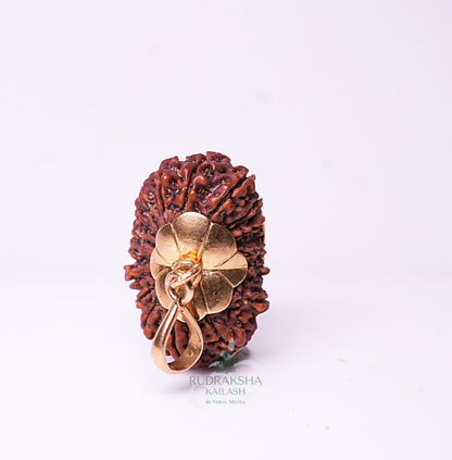 19 Mukhi Nepali Rudraksha - 1910