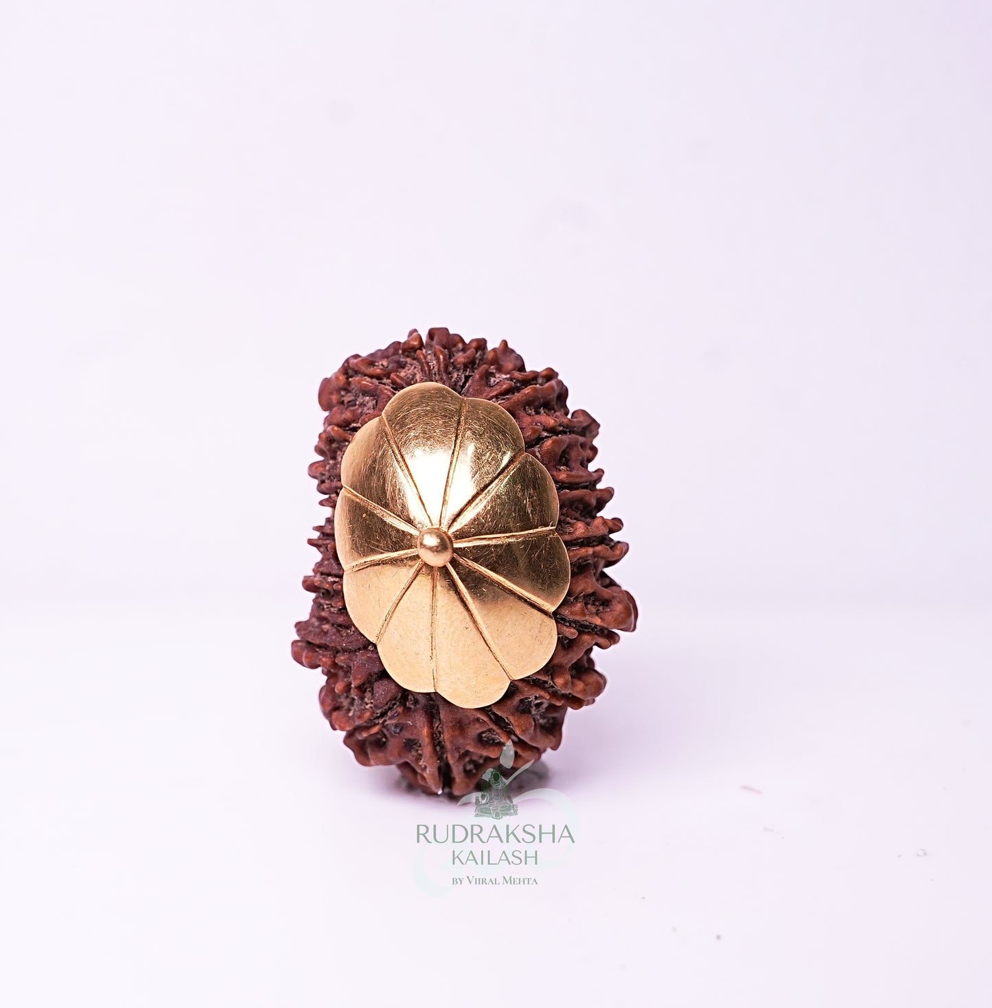 19 Mukhi Nepali Rudraksha - 1910