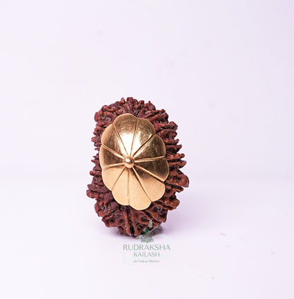 19 Mukhi Nepali Rudraksha - 1910