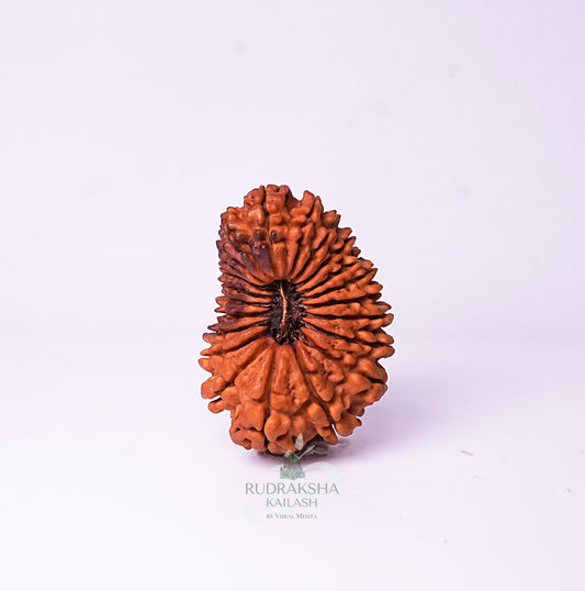 20 Mukhi Nepali Rudraksha - 2001