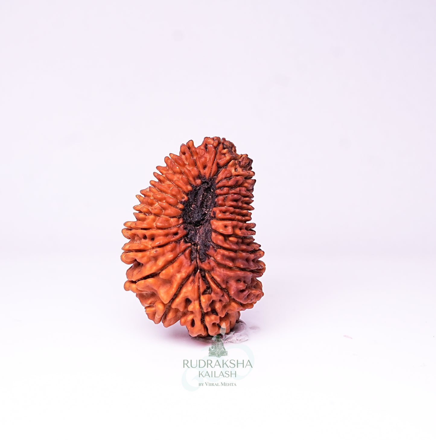20 Mukhi Nepali Rudraksha - 2001