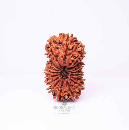 20 Mukhi Nepali Rudraksha - 2002