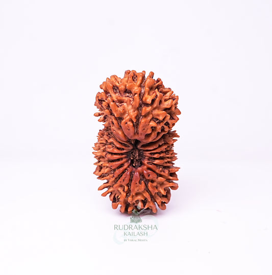 20 Mukhi Nepali Rudraksha - 2002