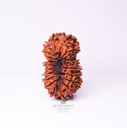 20 Mukhi Nepali Rudraksha - 2002
