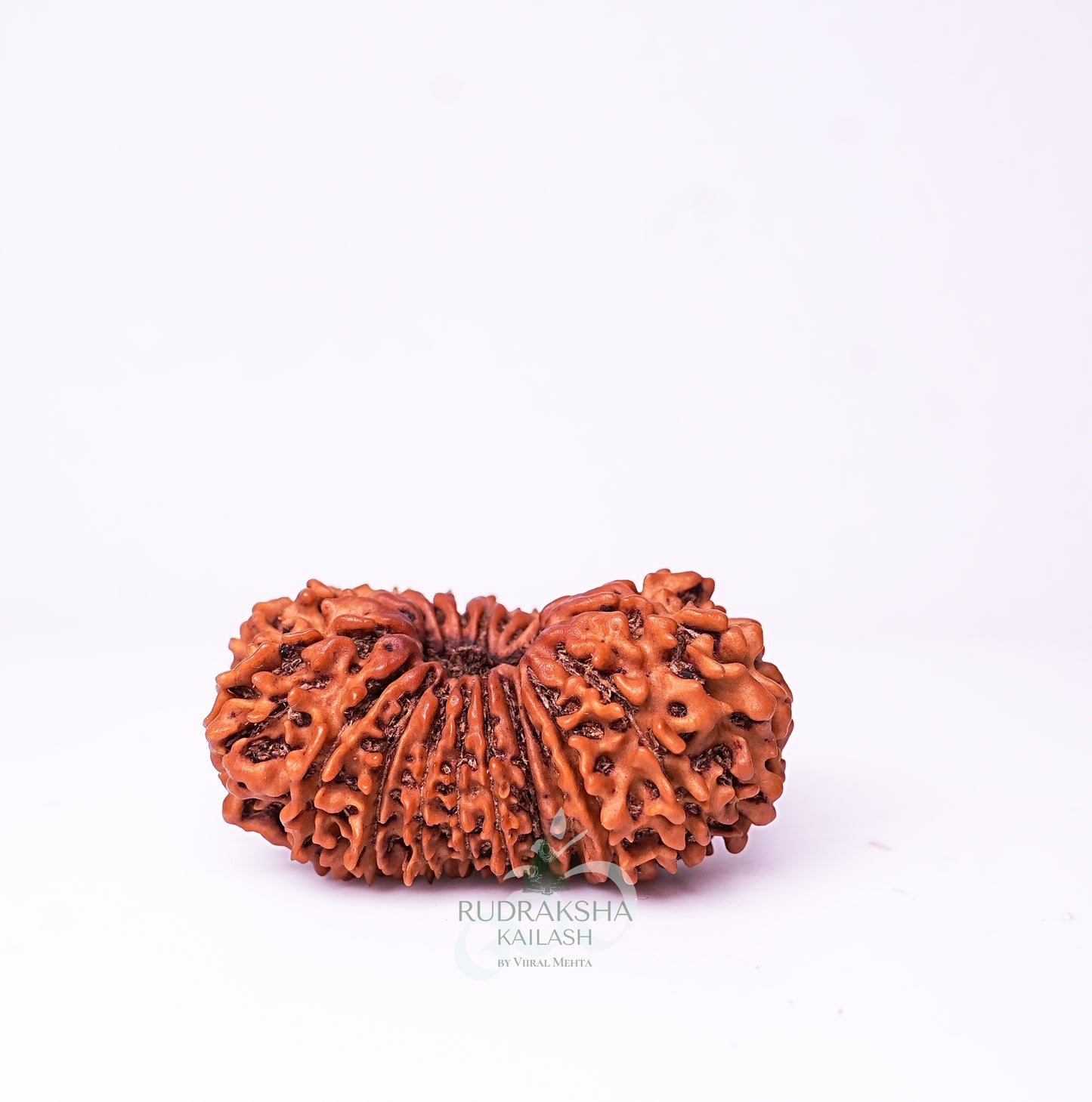 20 Mukhi Nepali Rudraksha - 2002