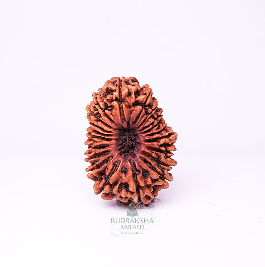 20 Mukhi Nepali Rudraksha - 2003