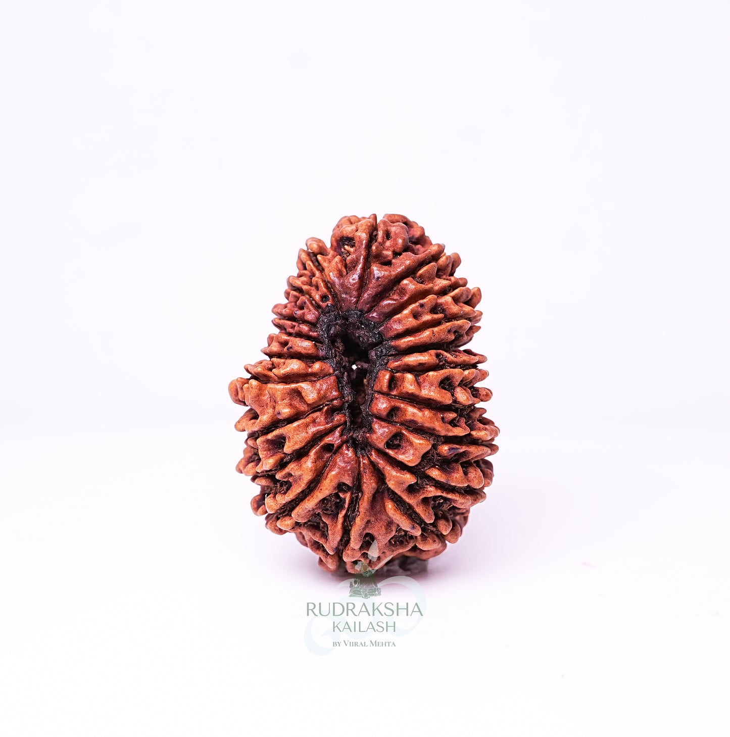 20 Mukhi Nepali Rudraksha - 2003
