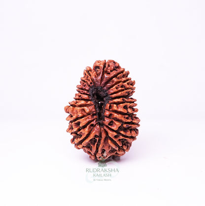 20 Mukhi Nepali Rudraksha - 2003