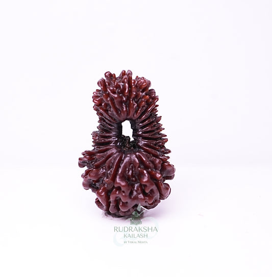 21 Mukhi Nepali Rudraksha - 2101