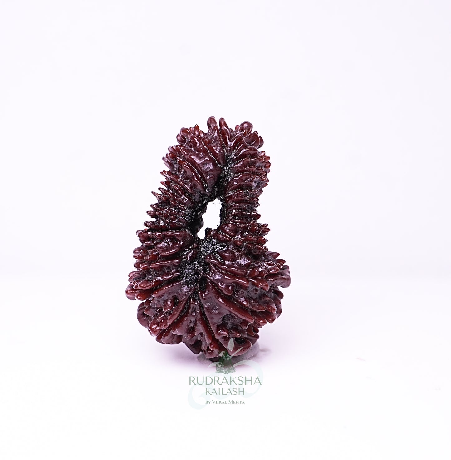 21 Mukhi Nepali Rudraksha - 2101