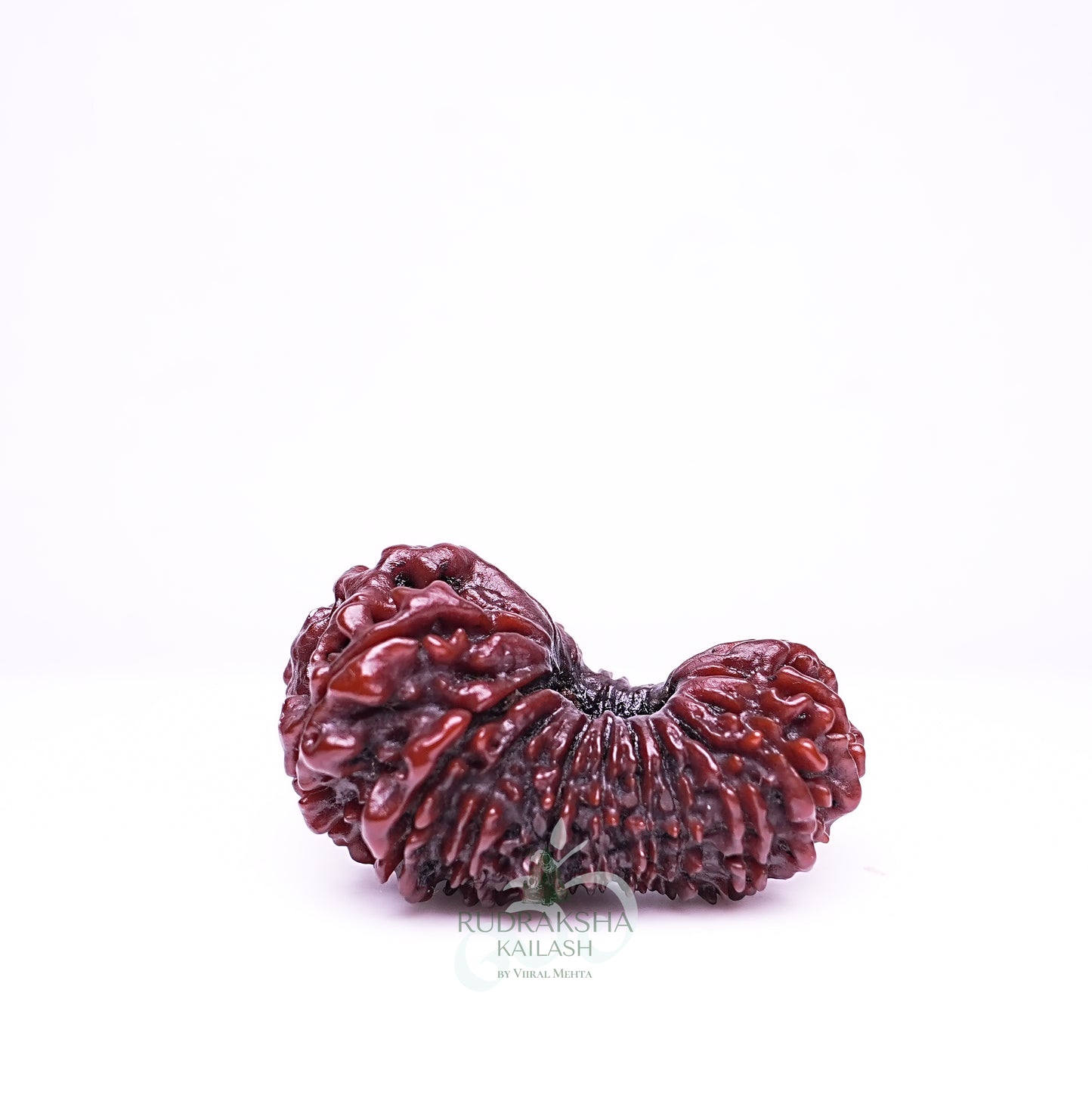 21 Mukhi Nepali Rudraksha - 2101