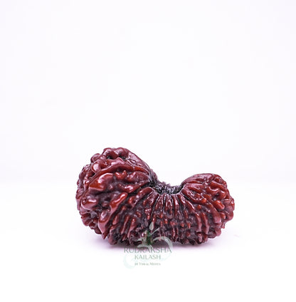 21 Mukhi Nepali Rudraksha - 2101