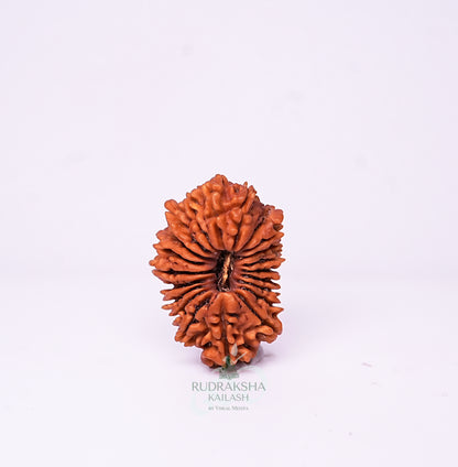 21 Mukhi Nepali Rudraksha - 2102