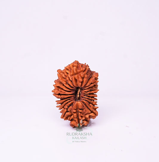 21 Mukhi Nepali Rudraksha - 2102