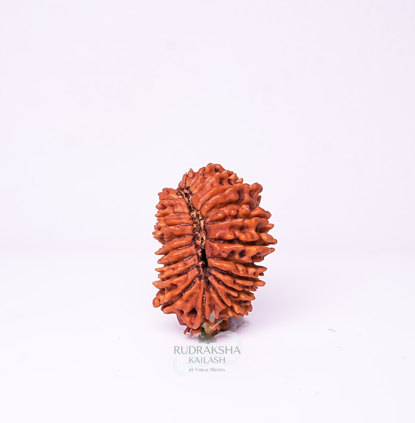 21 Mukhi Nepali Rudraksha - 2102