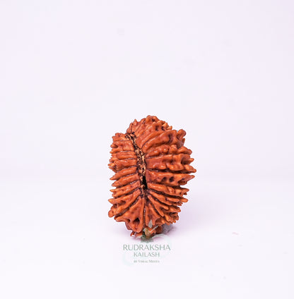 21 Mukhi Nepali Rudraksha - 2102