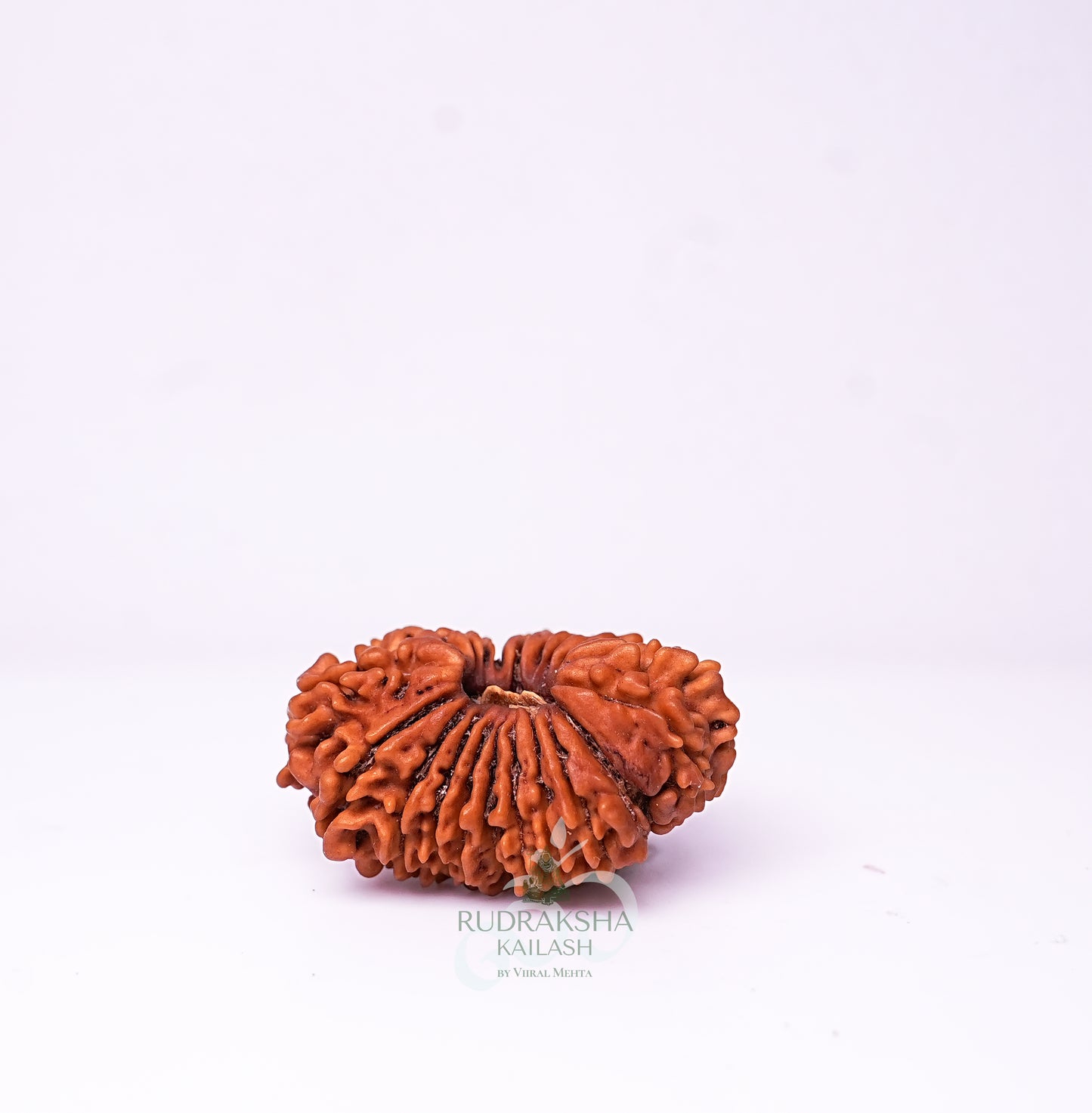 21 Mukhi Nepali Rudraksha - 2102