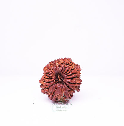 21 Mukhi Nepali Rudraksha - 2103