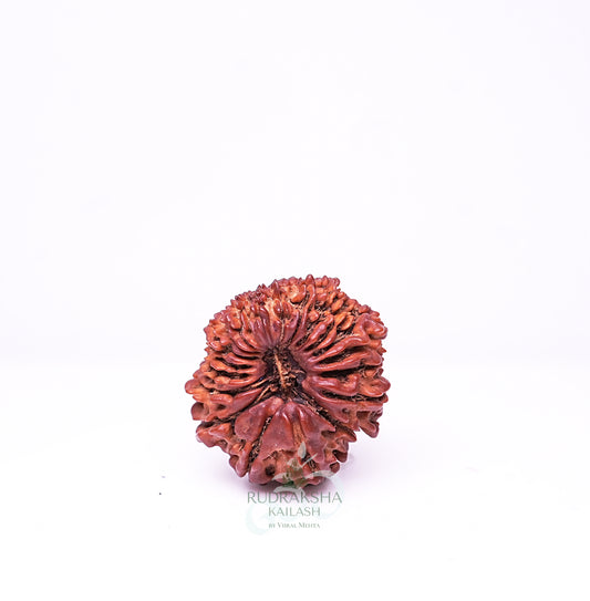 21 Mukhi Nepali Rudraksha - 2103